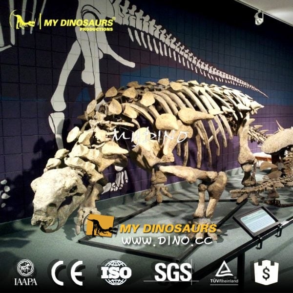 DS-004自然馆恐龙骨架展览-仿真甲龙骨架