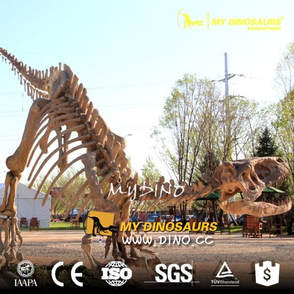 DS-032 自然馆展示恐龙骨架模型-永川龙化石骨架