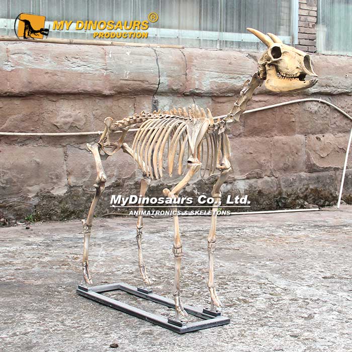 AS-095羚羊骨架仿真动物化石骨骼模型 龙晨时代 玻璃钢材料