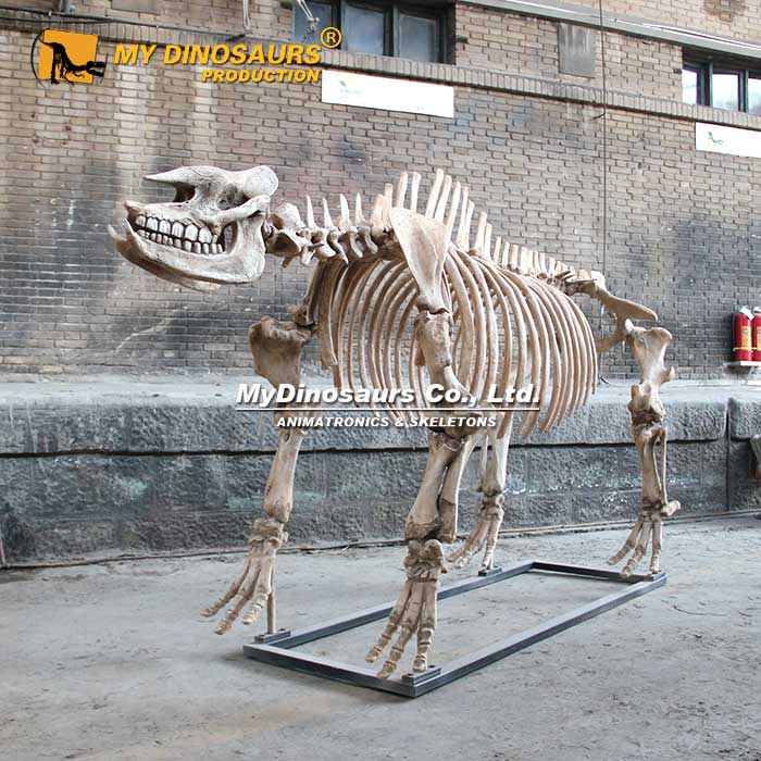 AS-097仿真大唇犀玻璃钢化石骨骼模型 骨架出售租赁