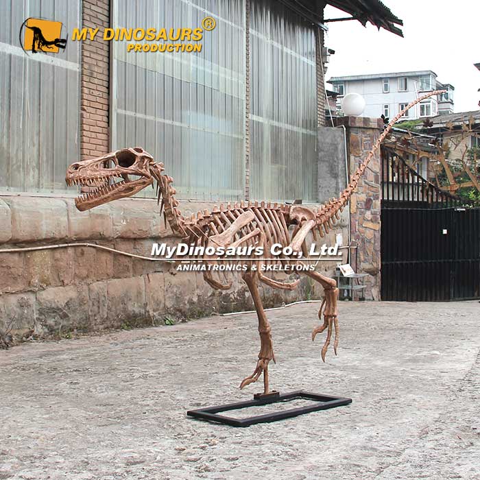 DS-229 3米玻璃钢材料迅猛龙骨架模型 恐龙化石拼装摆件