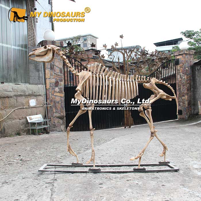 三趾马骨架哪里可以买到？定制三趾马骨架要多少钱？
