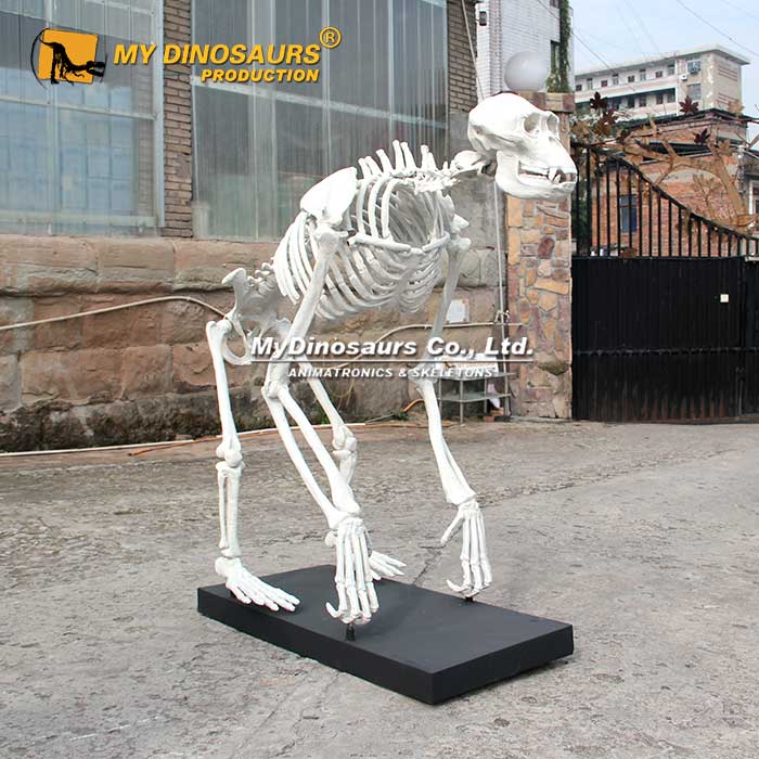 AS-109 仿真动物玻璃钢模型制作工厂猿人猩猩化石 骨架 科普 展览收藏