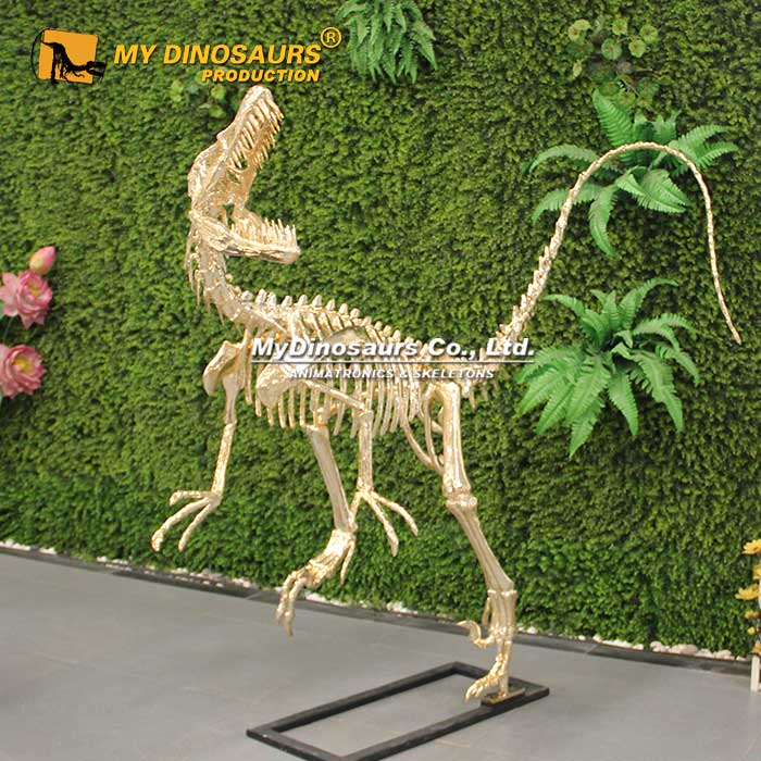 DS-231镀金恐龙化石制作 仿真迅猛龙骨架展品 博物馆科教展览 工厂制作