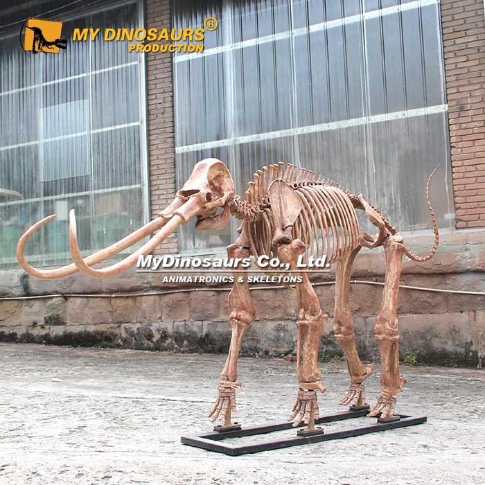AS-107 自贡源头制作 2.5米猛犸象仿真动物骨架化石雕塑 博物馆景观陈列