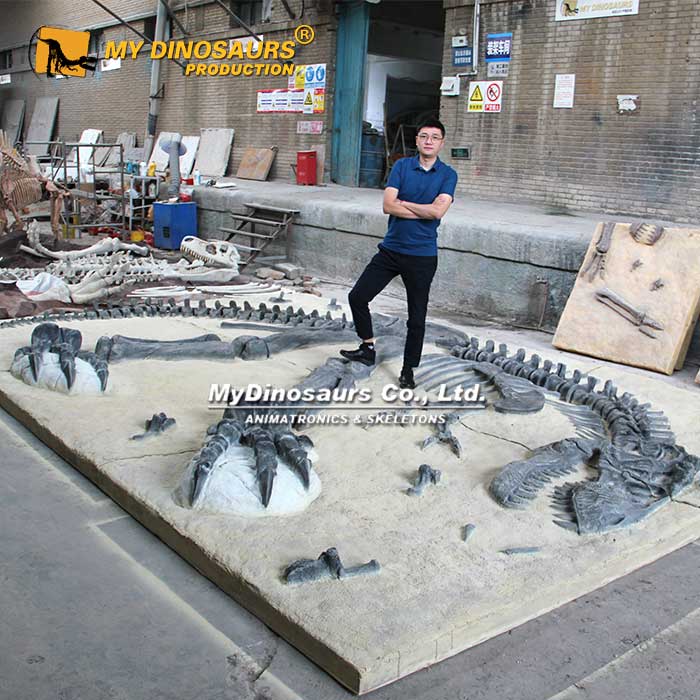 DS-232 6米霸王龙拼装恐龙骨架化石板模型