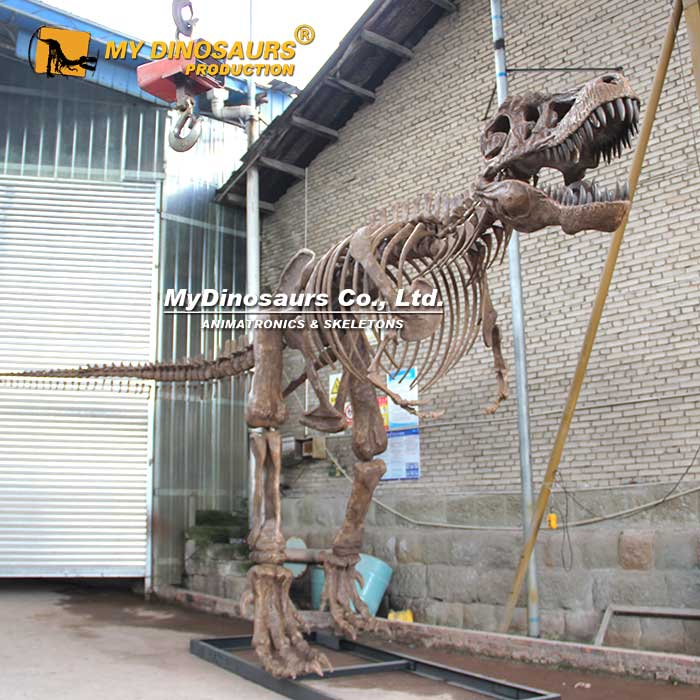 DS-232 拼装十米长霸王龙恐龙骨架化石模型 博物馆展会装饰摆件