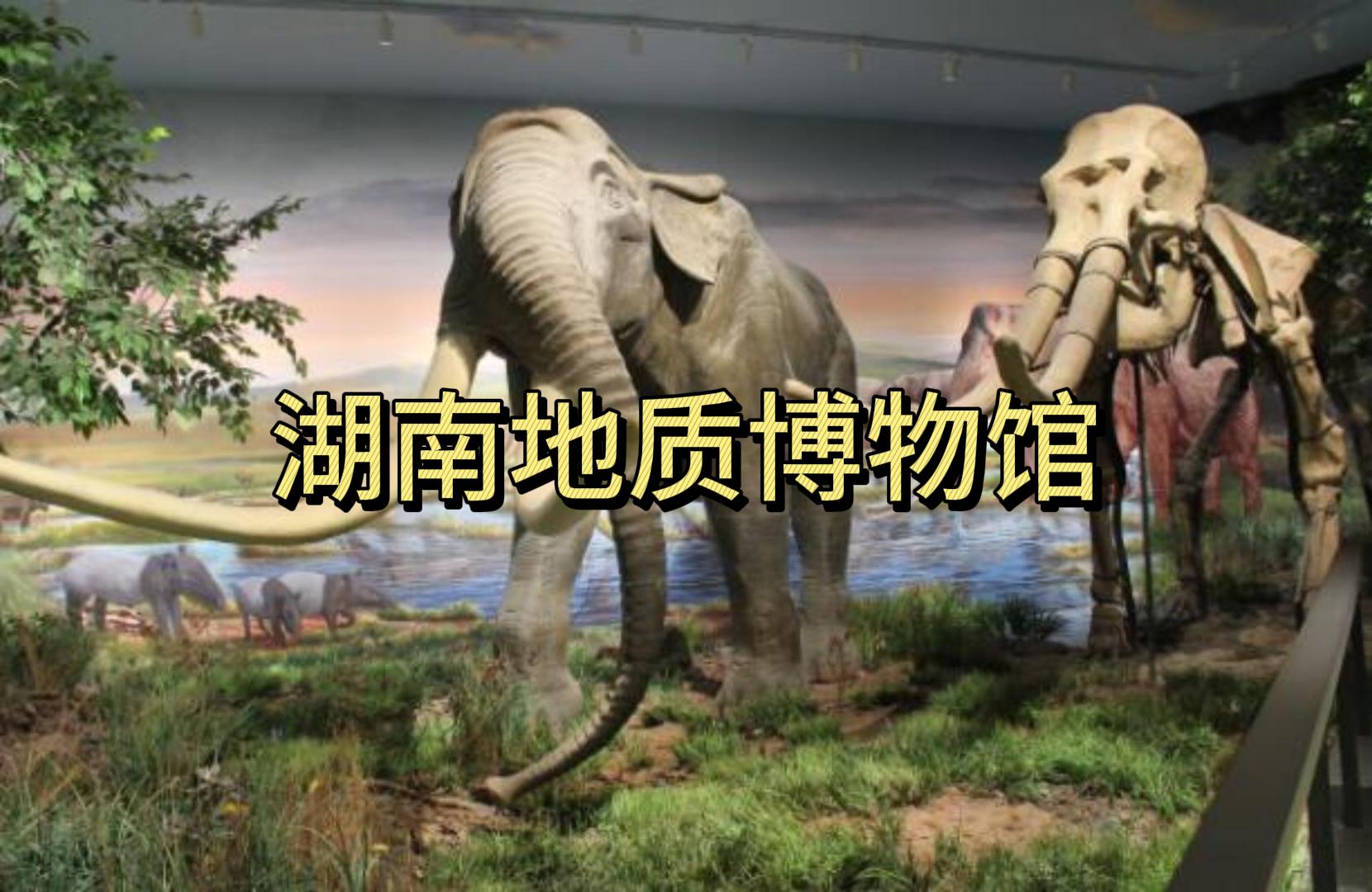湖南地质博物馆生命演化制作