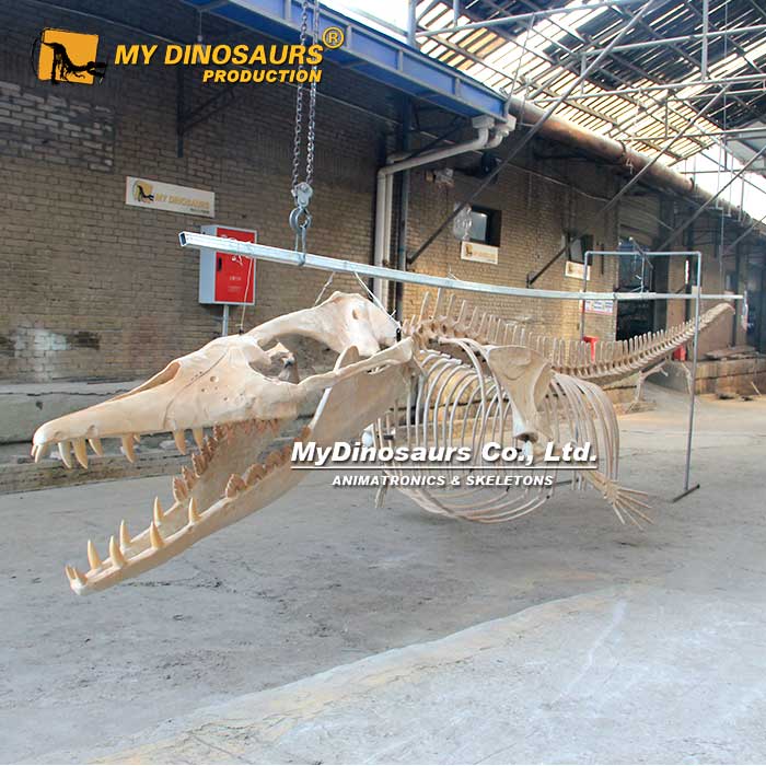 AS-144  龙晨时代手工制作曲线10米长古代海洋生物龙王鲸骨架