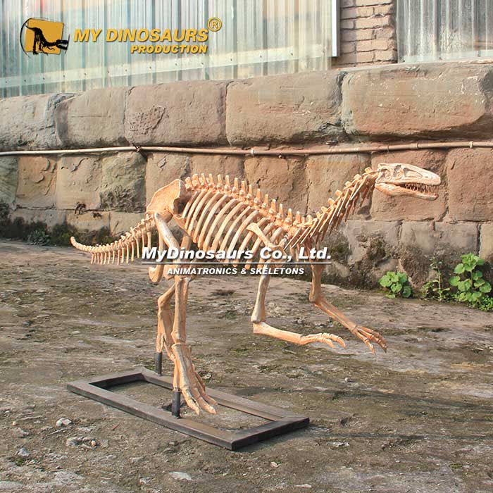 DS-236 手工制造玻璃钢材质腔骨龙化石骨架模型