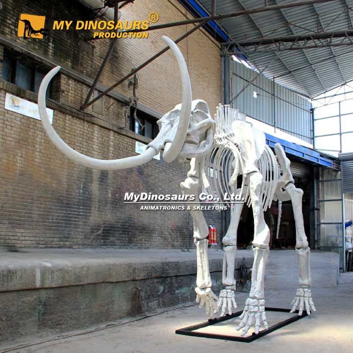 AS-148  史前巨兽动物化石骨架——7.3米长猛犸象骨架模型