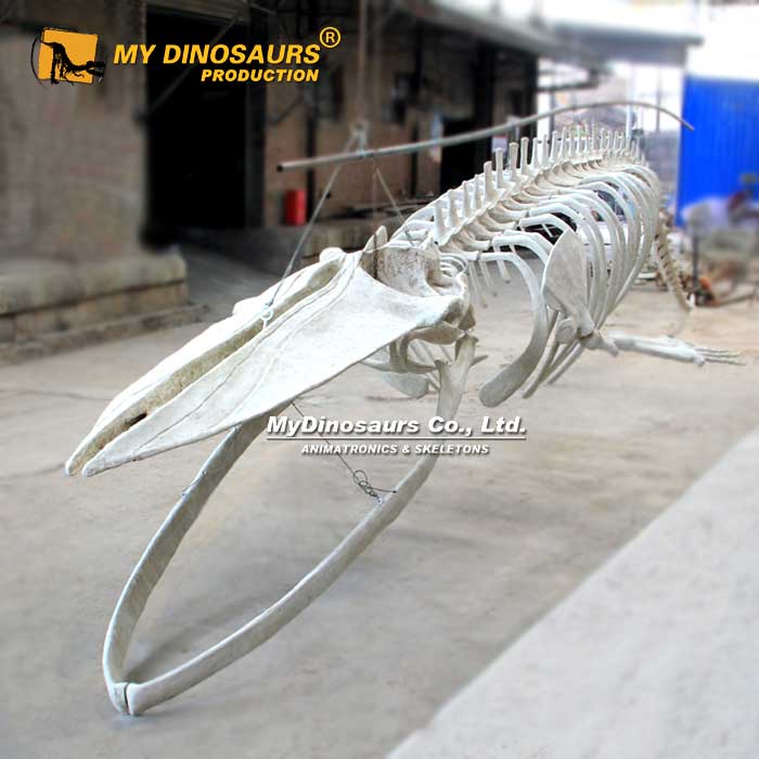 AS-146  14.5米长蓝鲸化石骨架模型博物馆收藏骨架