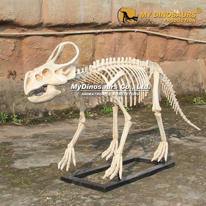 DS-237 龙晨时代恐龙化石制作  原角龙骨架展品