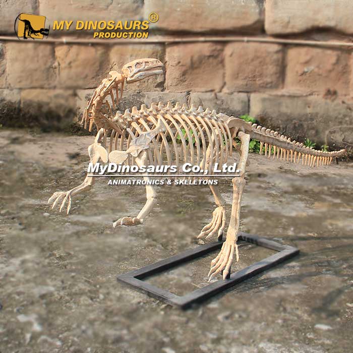 DS-235  玻璃钢材料仿真小型板龙模型 恐龙化石拼装摆件