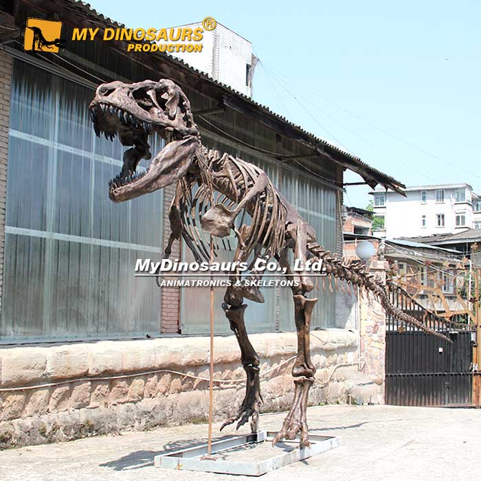 DS-242 源头厂家定制大型霸王龙化石骨架模型