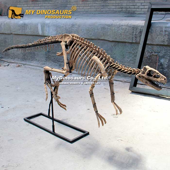DS-243 手工制作虚骨龙骨架仿真玻璃钢骨骼化石