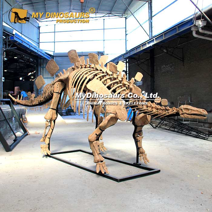 DS-245 恐龙拼装骨架模型——白垩纪早期乌尔禾龙恐龙骨架