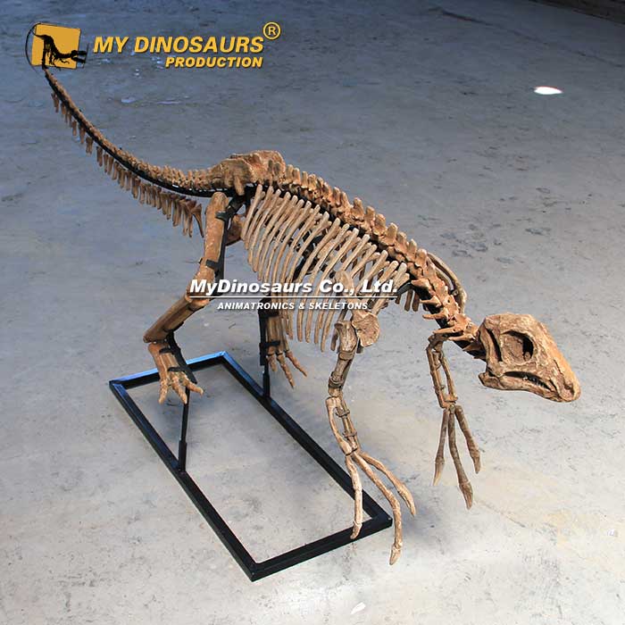 DS-244  手工制作玻璃钢材质恐龙模型——中国鸟脚龙