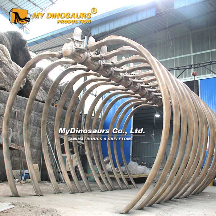 DZ-022 定制手工玻璃钢材质胸腔骨架