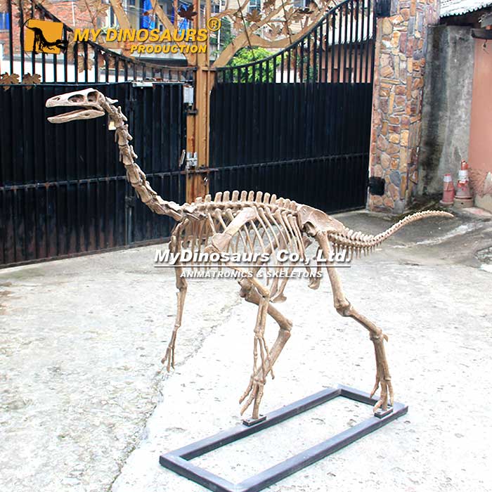 DS-257 玻璃钢恐龙骨架——似鸟龙