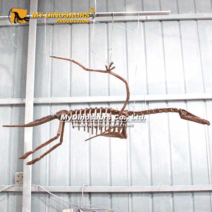 DS-260 博物馆餐厅展厅吊装狭鼻翼龙骨架
