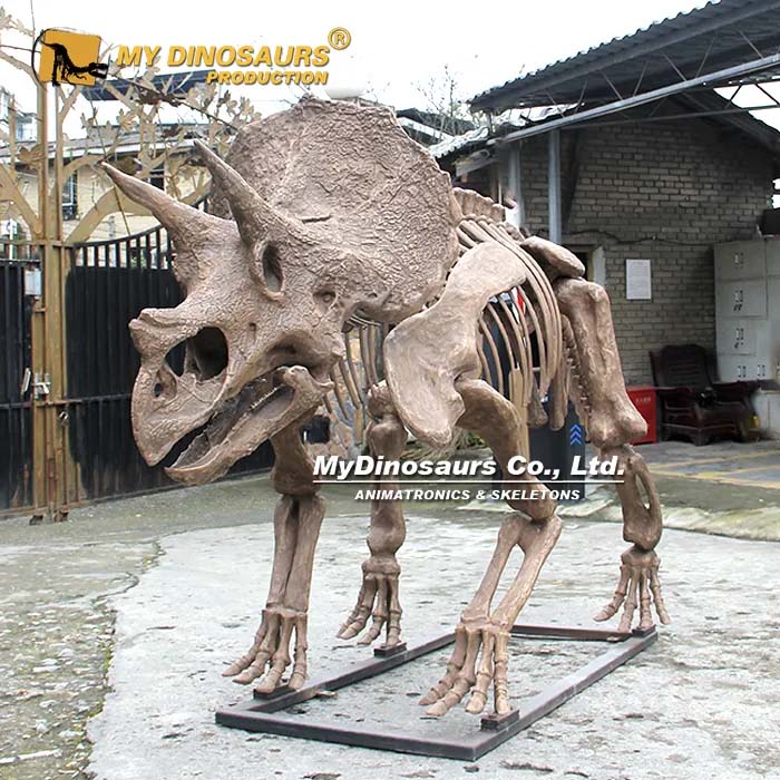 DS-273   三角龙骨架科学复原模型