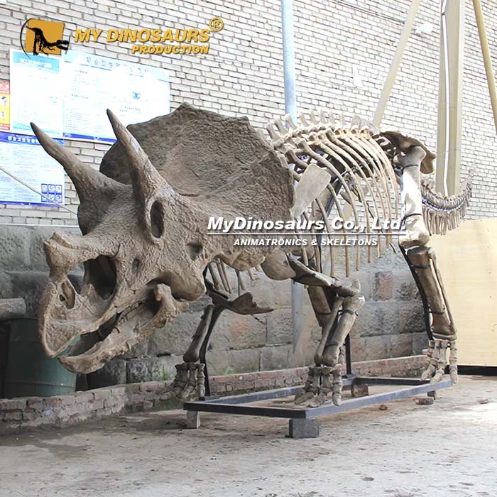 DS-274  巨型三角龙化石骨架 科普展馆标志性展品
