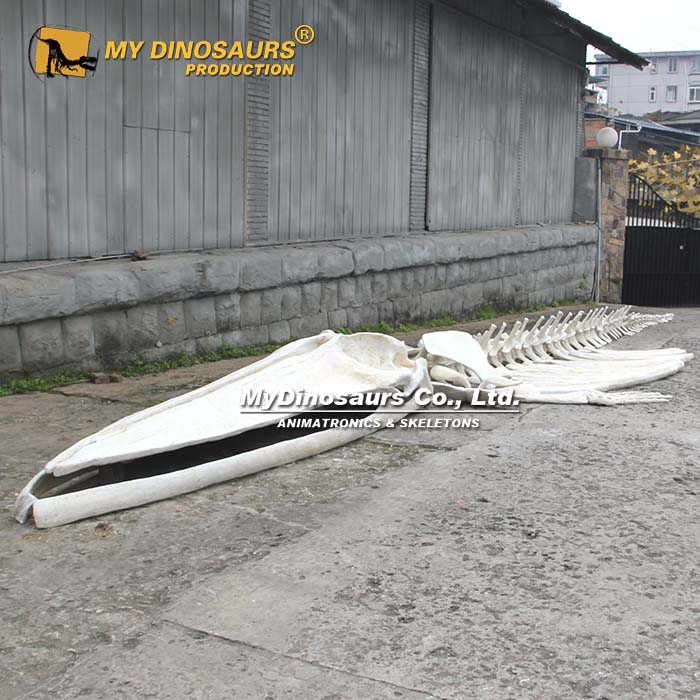 AS-167 玻璃钢散装拼装鲸鱼骨架 酒店沙滩场景展品
