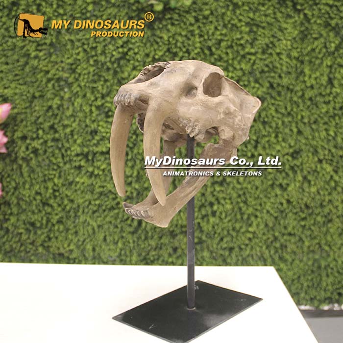 AS-171 剑齿虎头骨化石质感模型