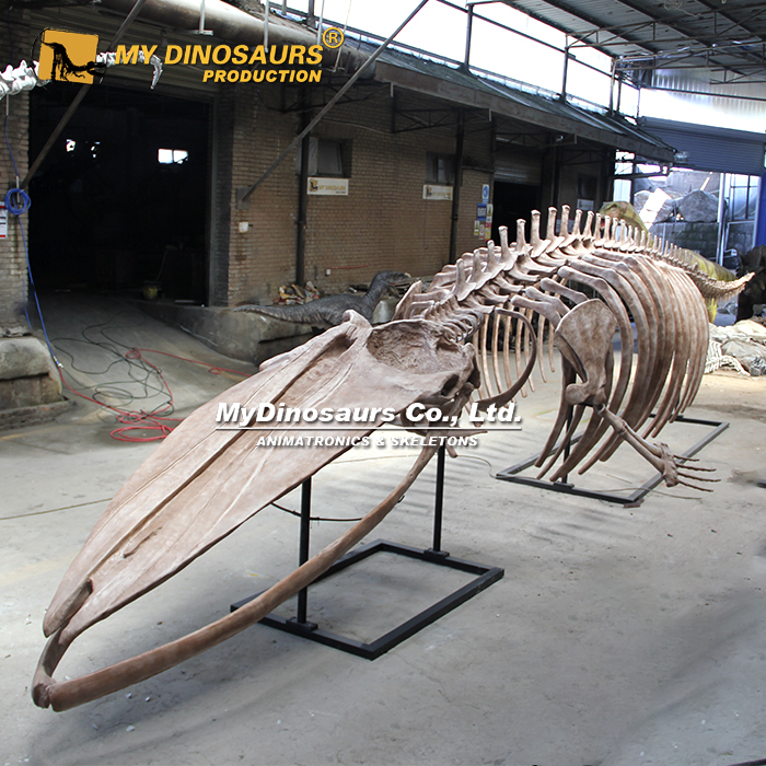 AS-170 14 米仿真蓝鲸骨架模型 海洋古生物化石