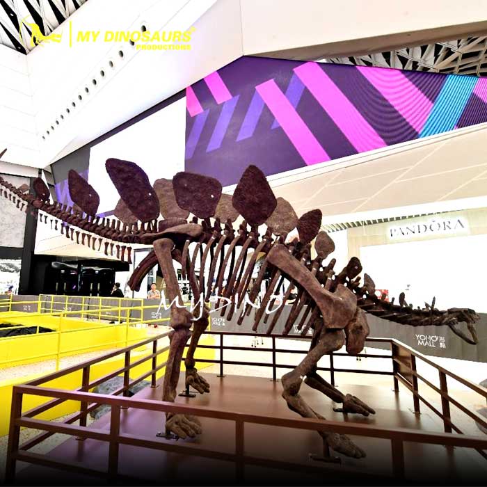 stegosaurus-skeleton