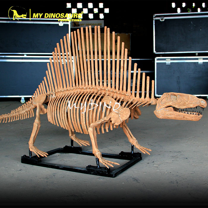 Dimetrodon-skeleton