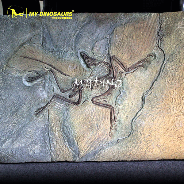 Archaeopteryx-Fossil-Wall.gif