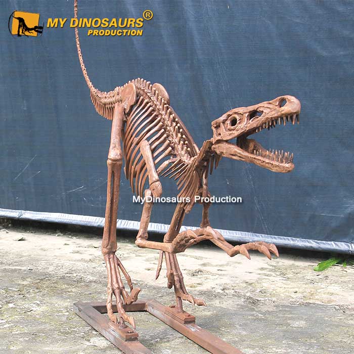 life-size-raptor-skeleton-1