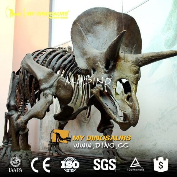 dinosaur-skeleton-fossil-replica-e1484882183188 dinosaur-skeleton-fossil-replica-e1484882183188.jpg