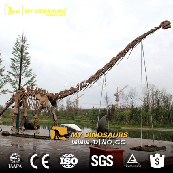 museum-dinosaur-fossil-e1484884527385.jpg
