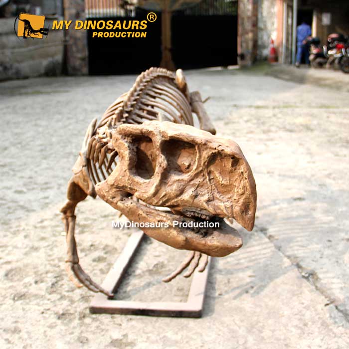Psittacosaurus-skeleton