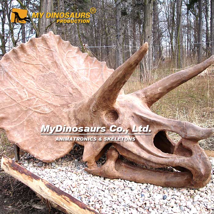 Triceratops-Skull for sale 2