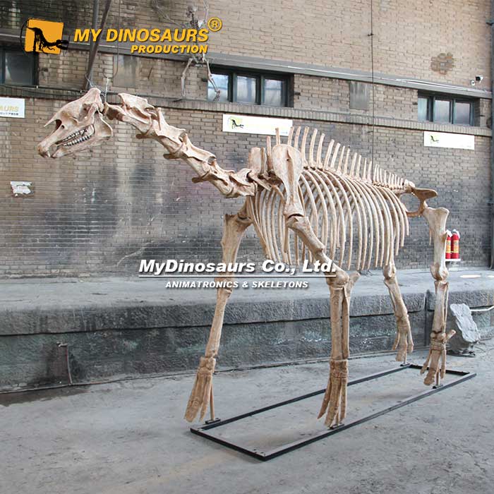 Paraceratherium-Skeleton