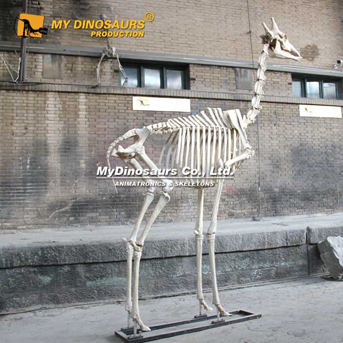 Giraffe-Skeleton-2