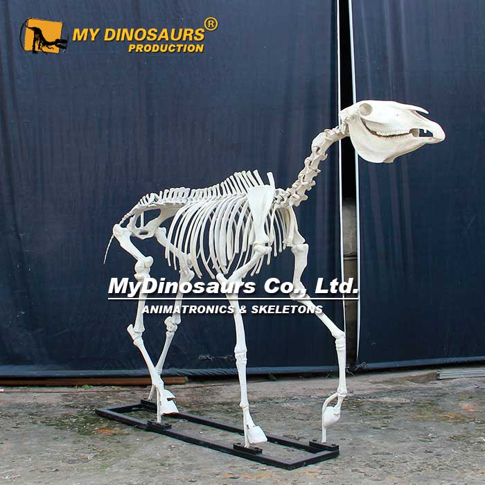 horse-skeleton-1