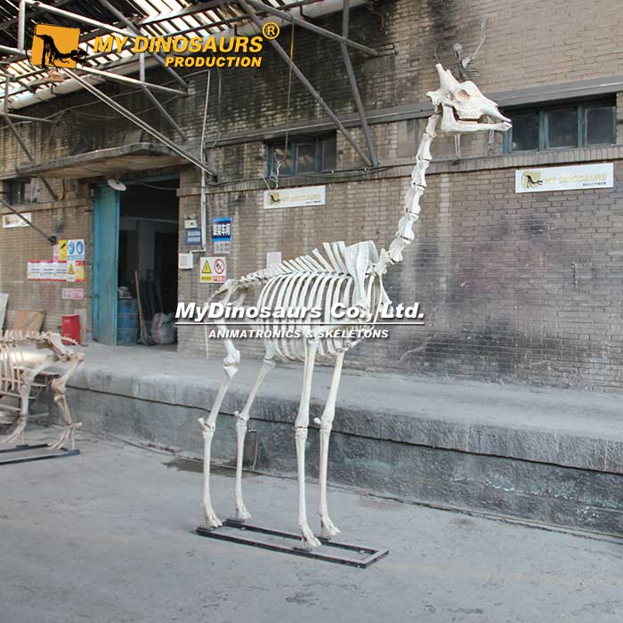 Giraffe-Skeleton-1