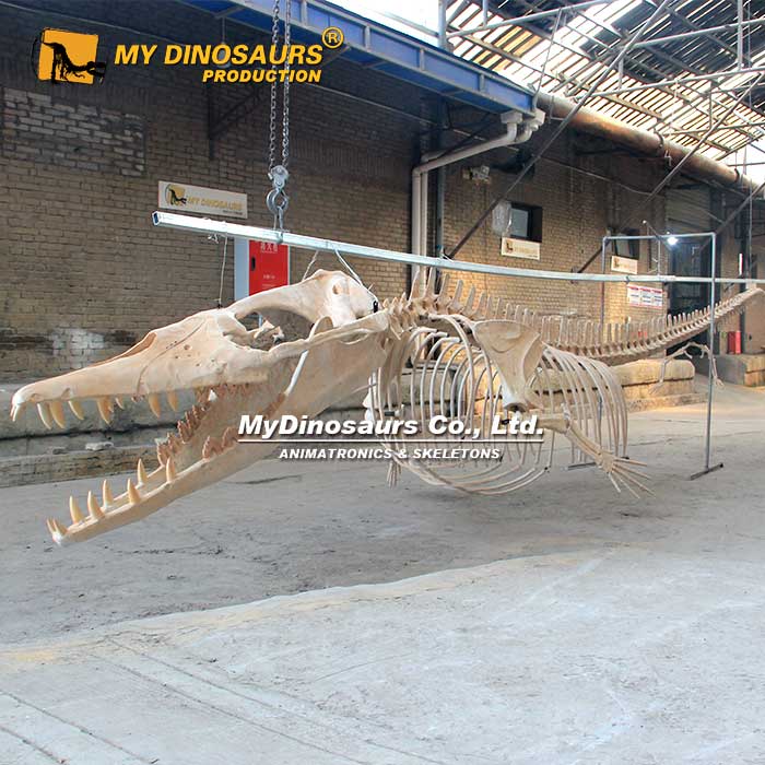 10M-Basilosaurus-skeleton-1