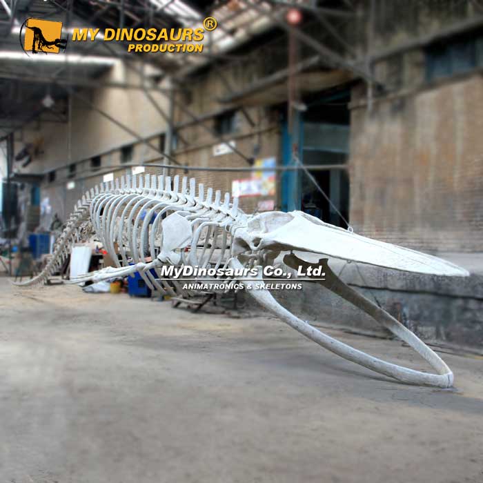 14.5m-Blue-Whale-Skeleton