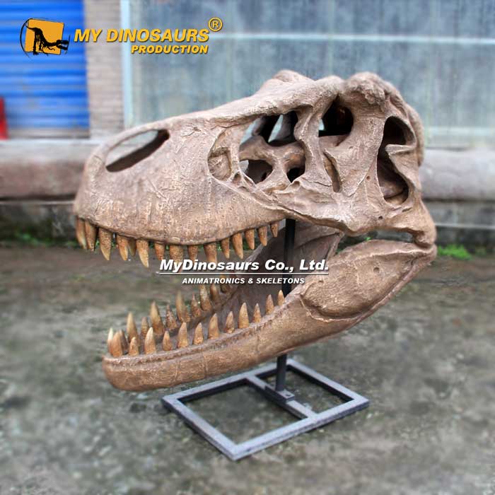 Life-Size-T-rex-Skull
