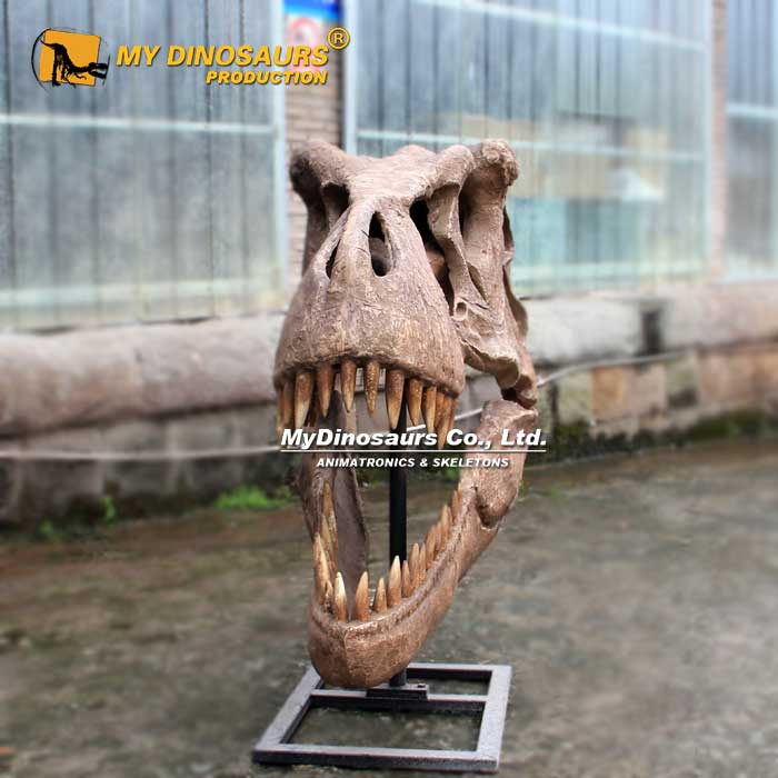 Life-Size-T-rex-Skull-1