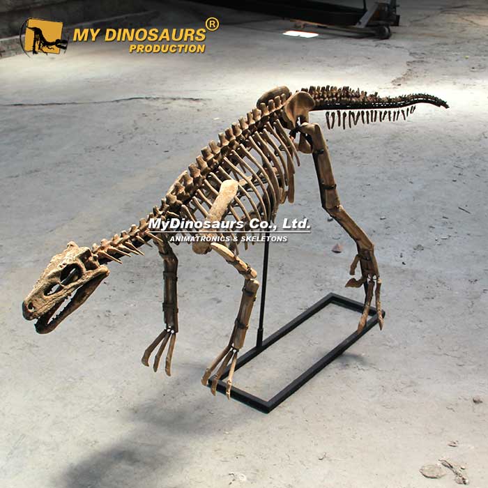 Coelurosauria-skeleton-2