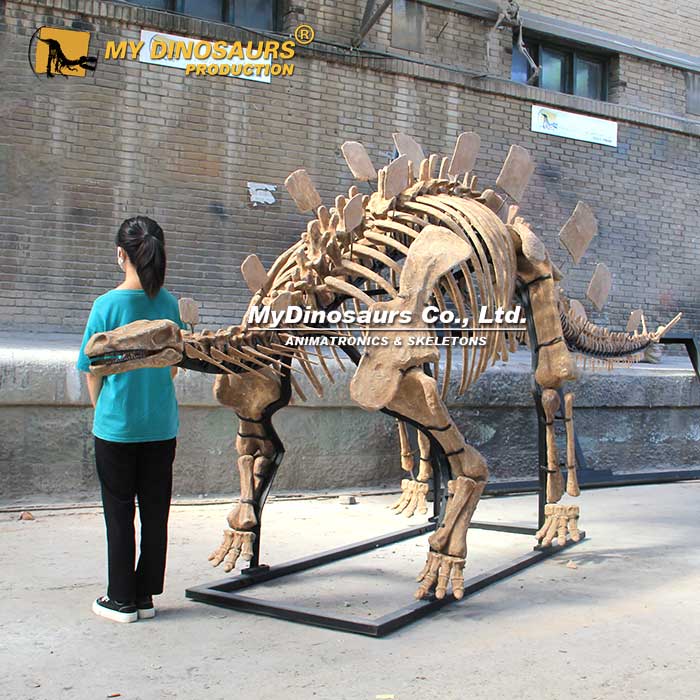 Wuerhosaurus-stegosaurus-skeleton