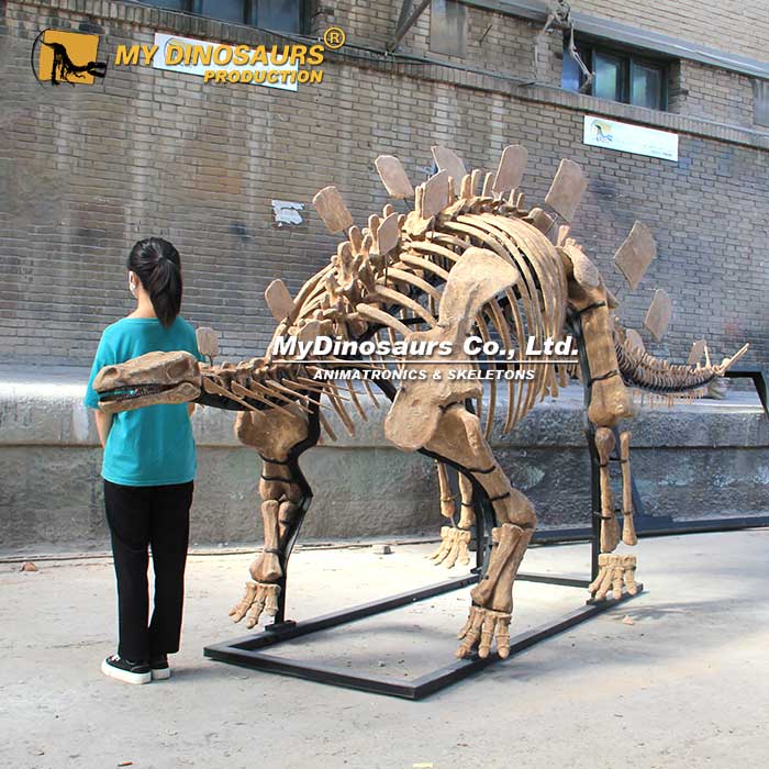 Wuerhosaurus-stegosaurus-skeleton Wuerhosaurus-stegosaurus-skeleton