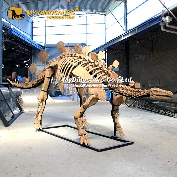 Wuerhosaurus-stegosaurus-skeleton-1 Wuerhosaurus-stegosaurus-skeleton-1
